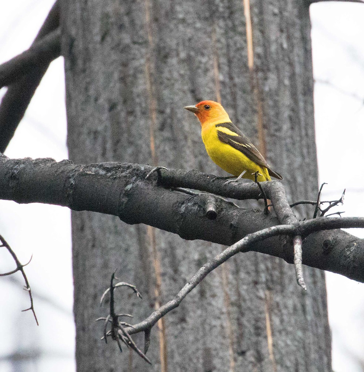 Western Tanager - ML86733401