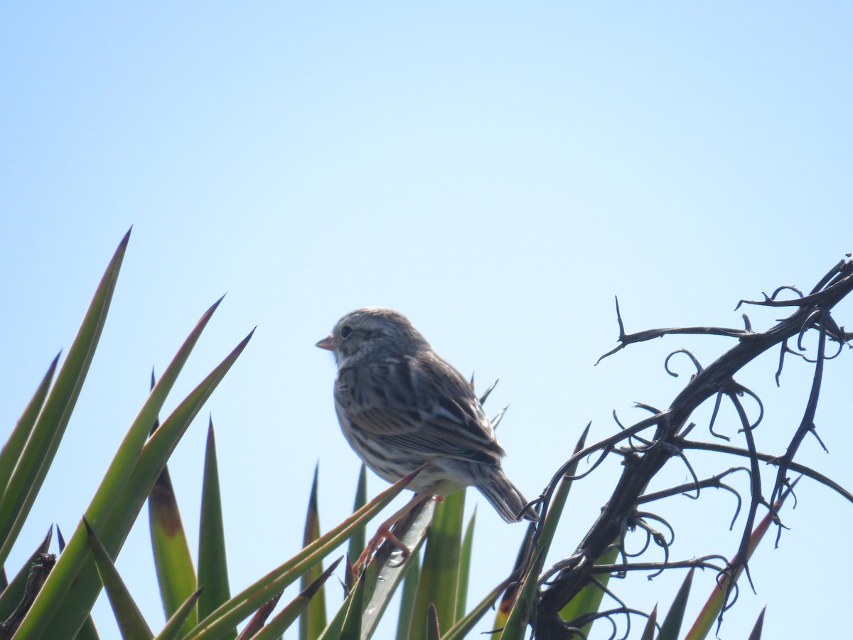 Savannah Sparrow (Ipswich) - ML86733451