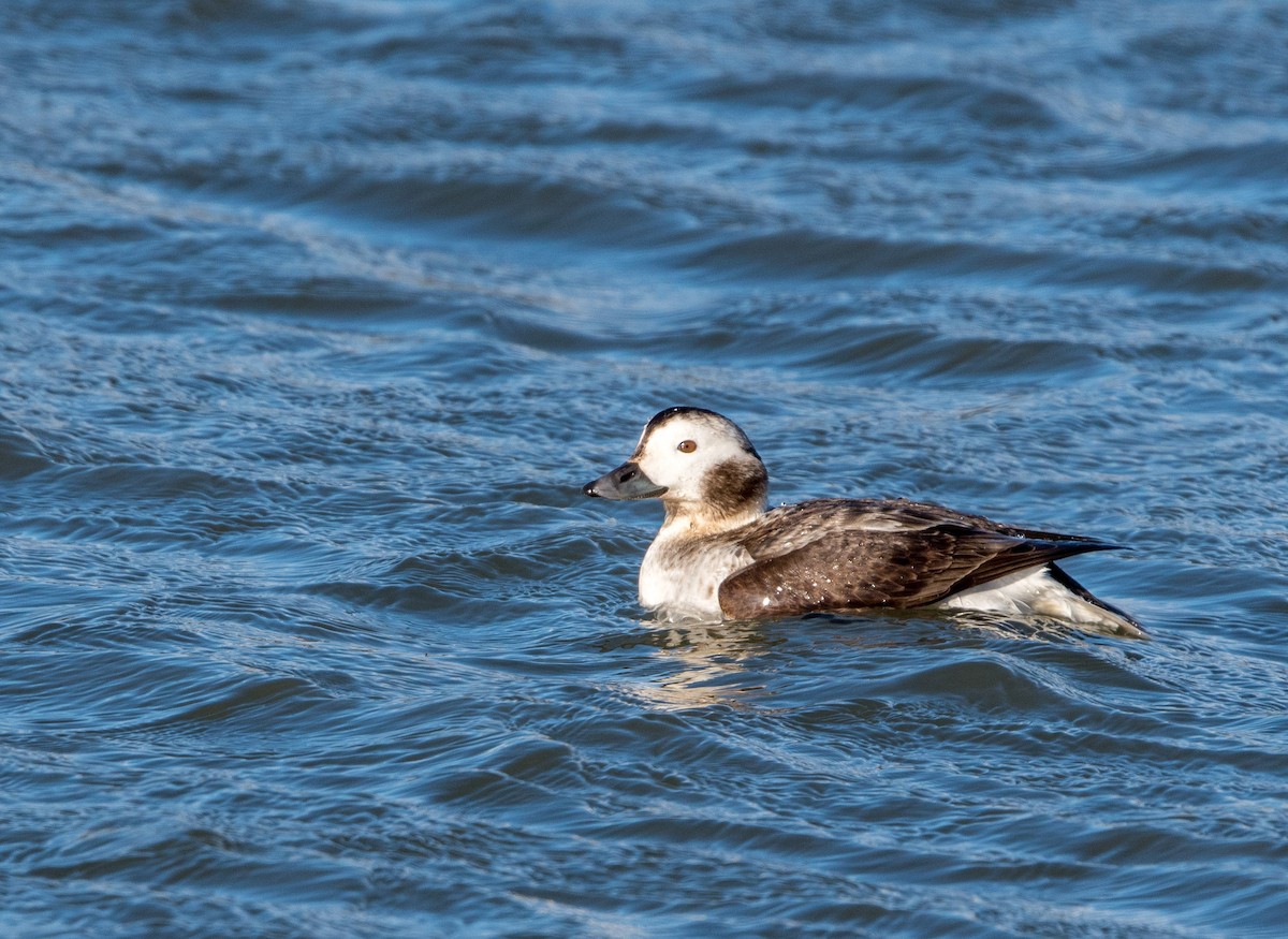 Long-tailed Duck - William Higgins