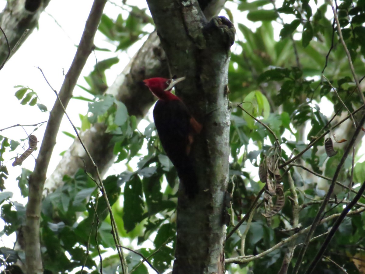 Red-necked Woodpecker - Kevin Jiménez Gonzáles