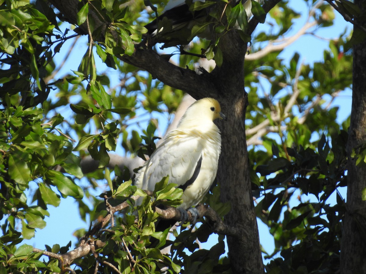 Pied Imperial-Pigeon - ML86735771