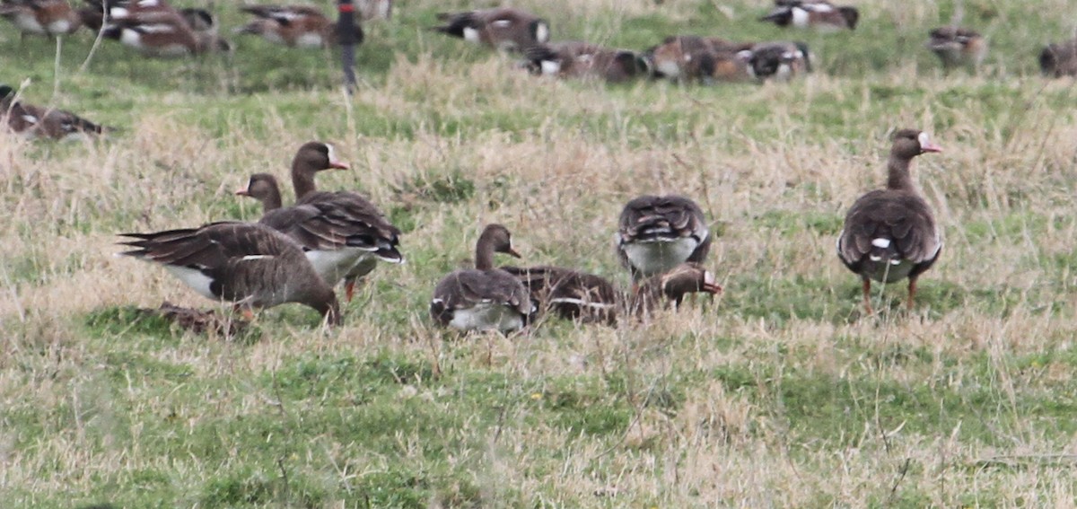 Greater White-fronted Goose - ML86736621