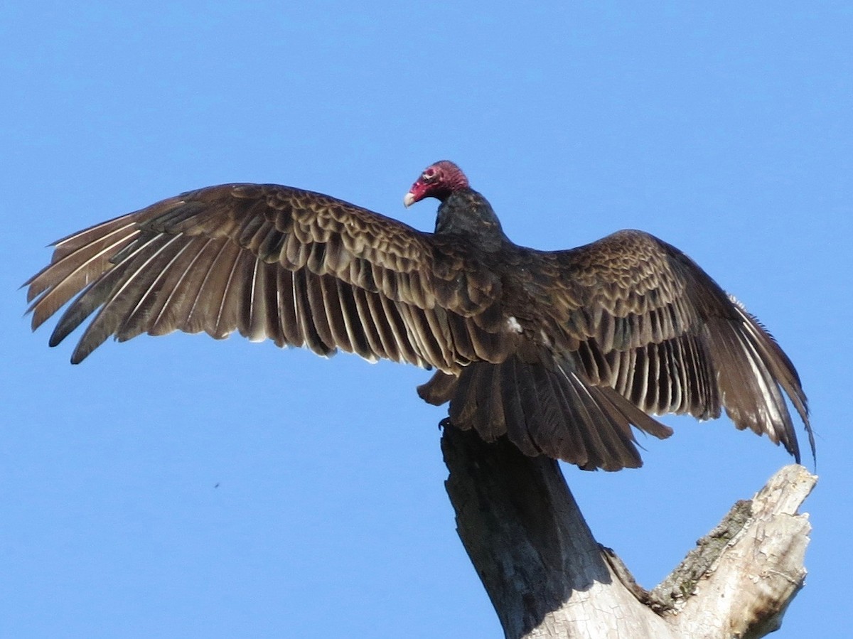 Turkey Vulture - Naomi Lloyd
