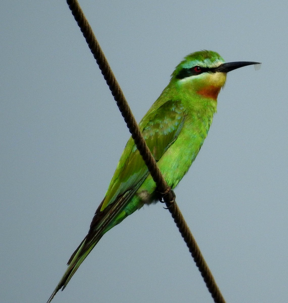 Blue-cheeked Bee-eater - Kalpesh Gaitonde