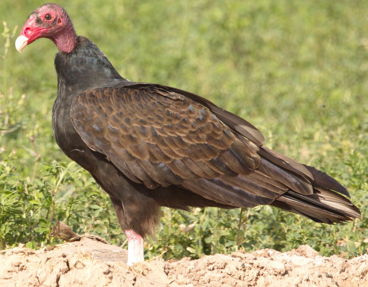 Turkey Vulture - ML86753121