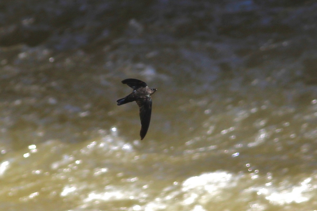 Cave Swiftlet - ML86756271