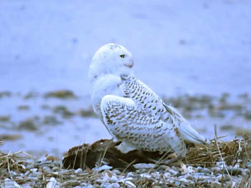 Snowy Owl - ML86757271