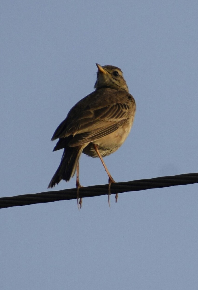 Olive-backed Pipit - ML86759281