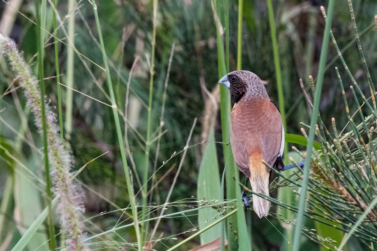 Chestnut-breasted Munia - Terence Alexander