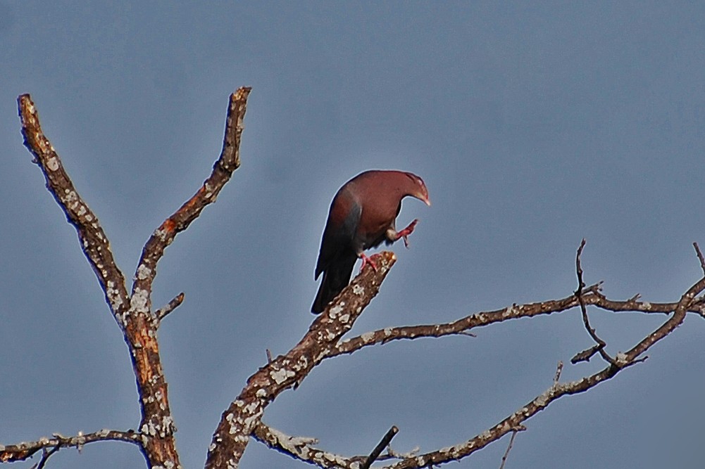 Red-billed Pigeon - ML86760891