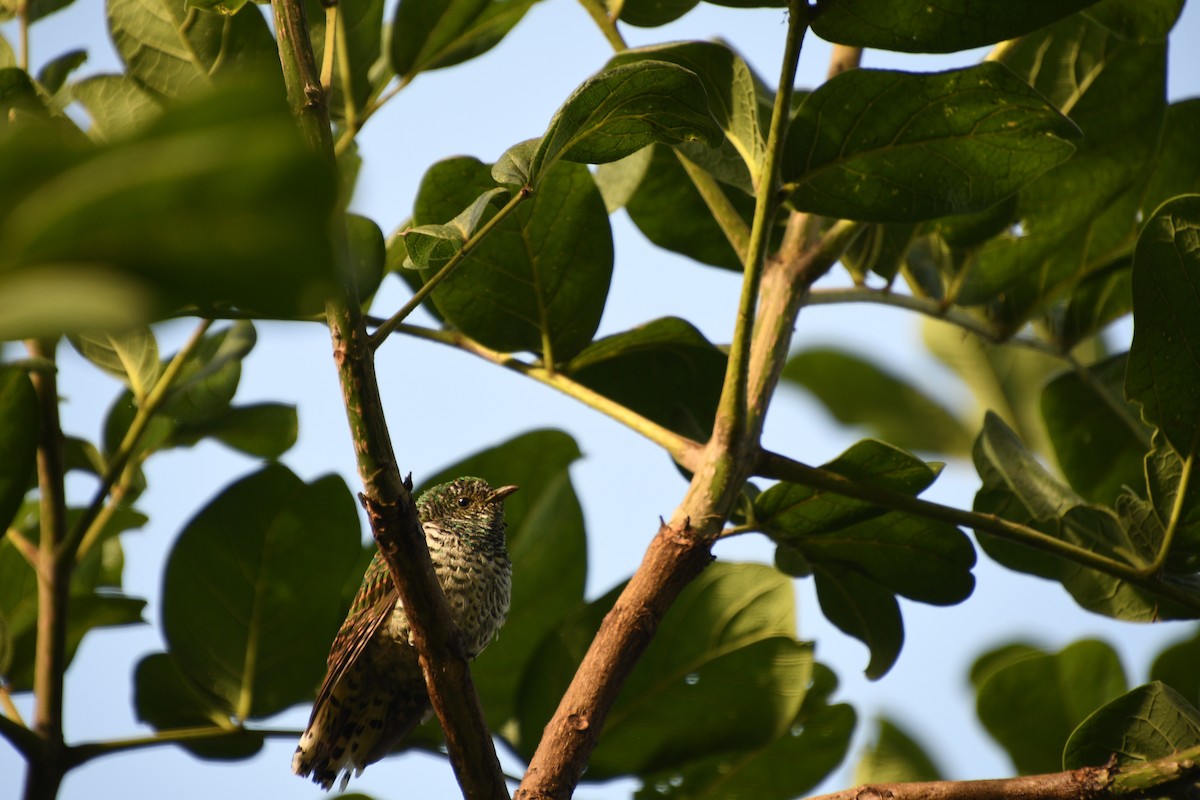 African Emerald Cuckoo (African) - Denise Van Peursem