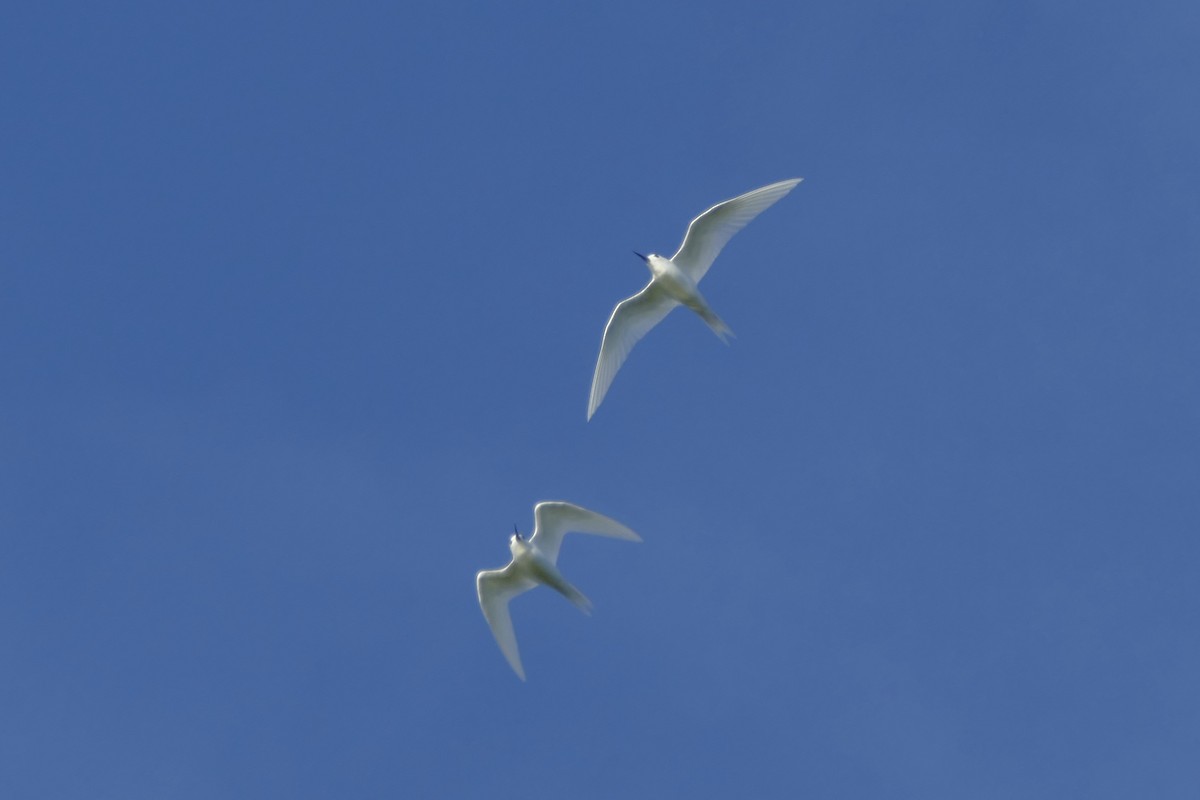 White Tern - ML86763071