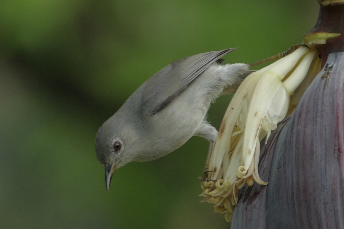 Kosrae White-eye - Zosterops cinereus - Birds of the World