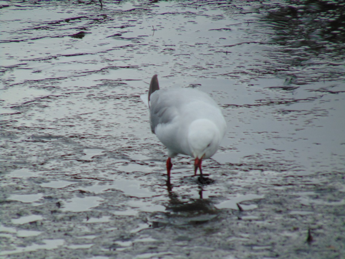 Silver Gull (Red-billed) - ML86764571
