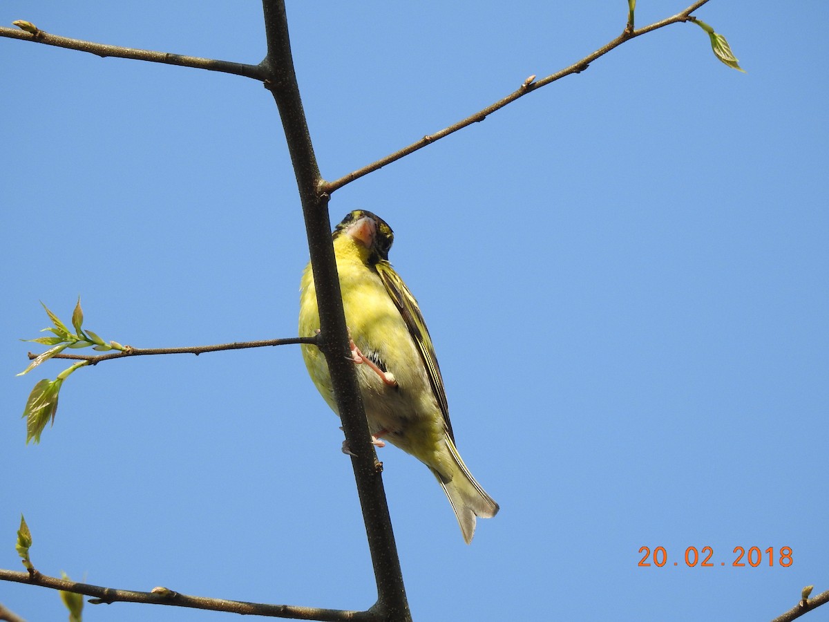 Yellow-breasted Greenfinch - Sitendu Goswami
