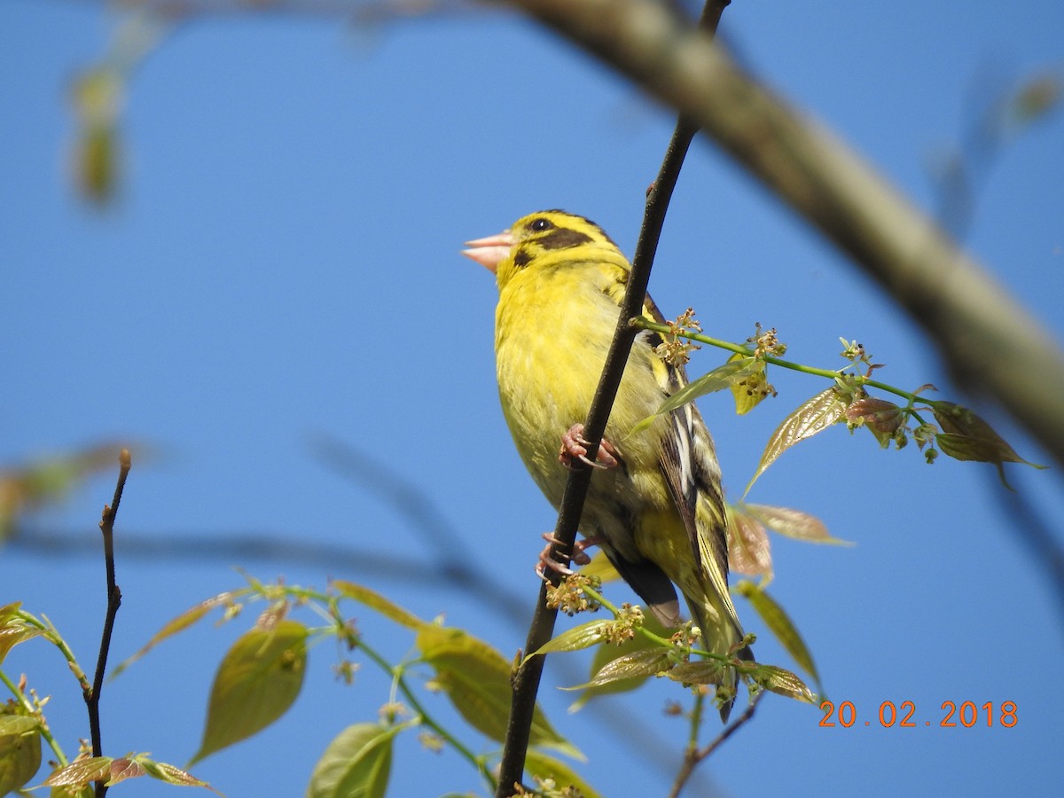 Yellow-breasted Greenfinch - ML86764701