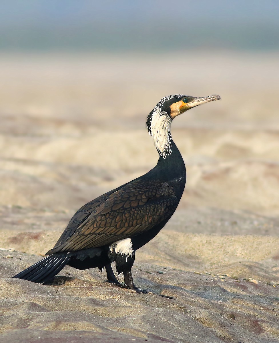 Great Cormorant - Amitava Ganguly
