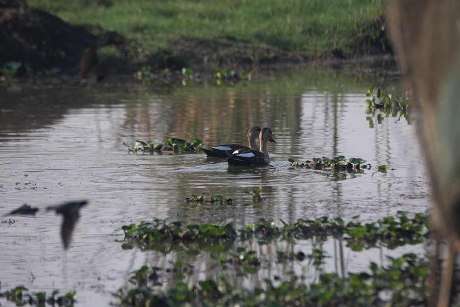 Indian Spot-billed Duck - Mamta Parmar