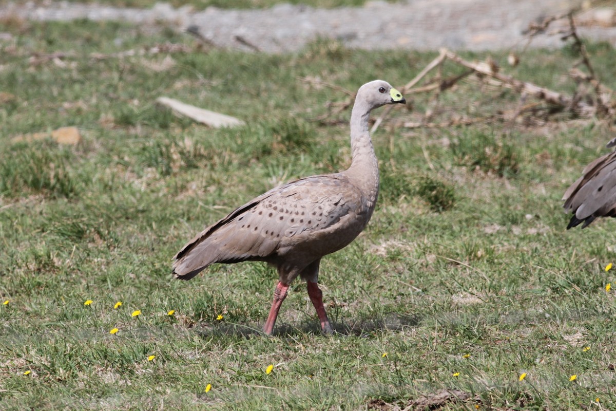 Cape Barren Goose - Robert Hamilton