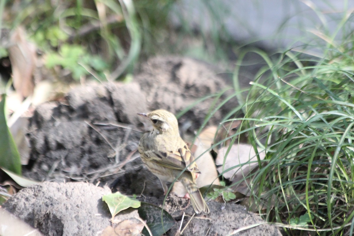 Olive-backed Pipit - ML86770321