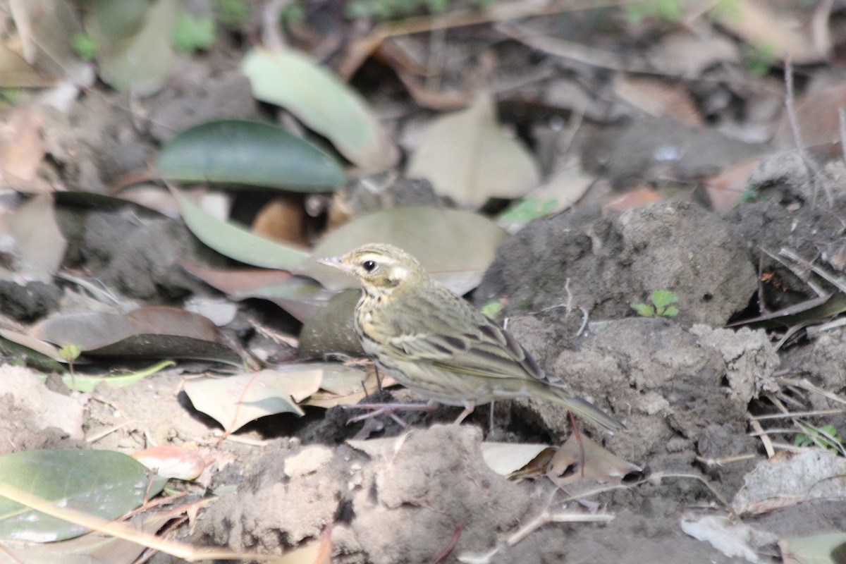 Olive-backed Pipit - ML86770331