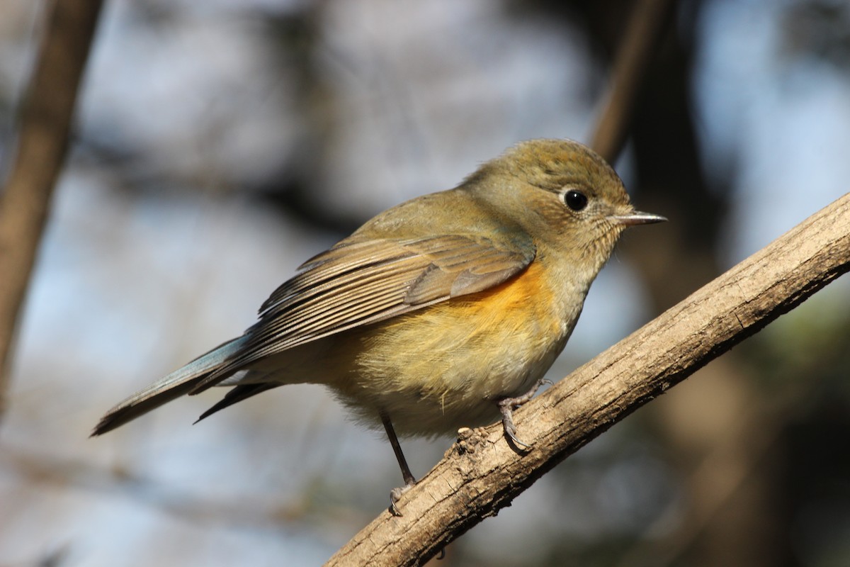 Red-flanked Bluetail - Kevin Cheng
