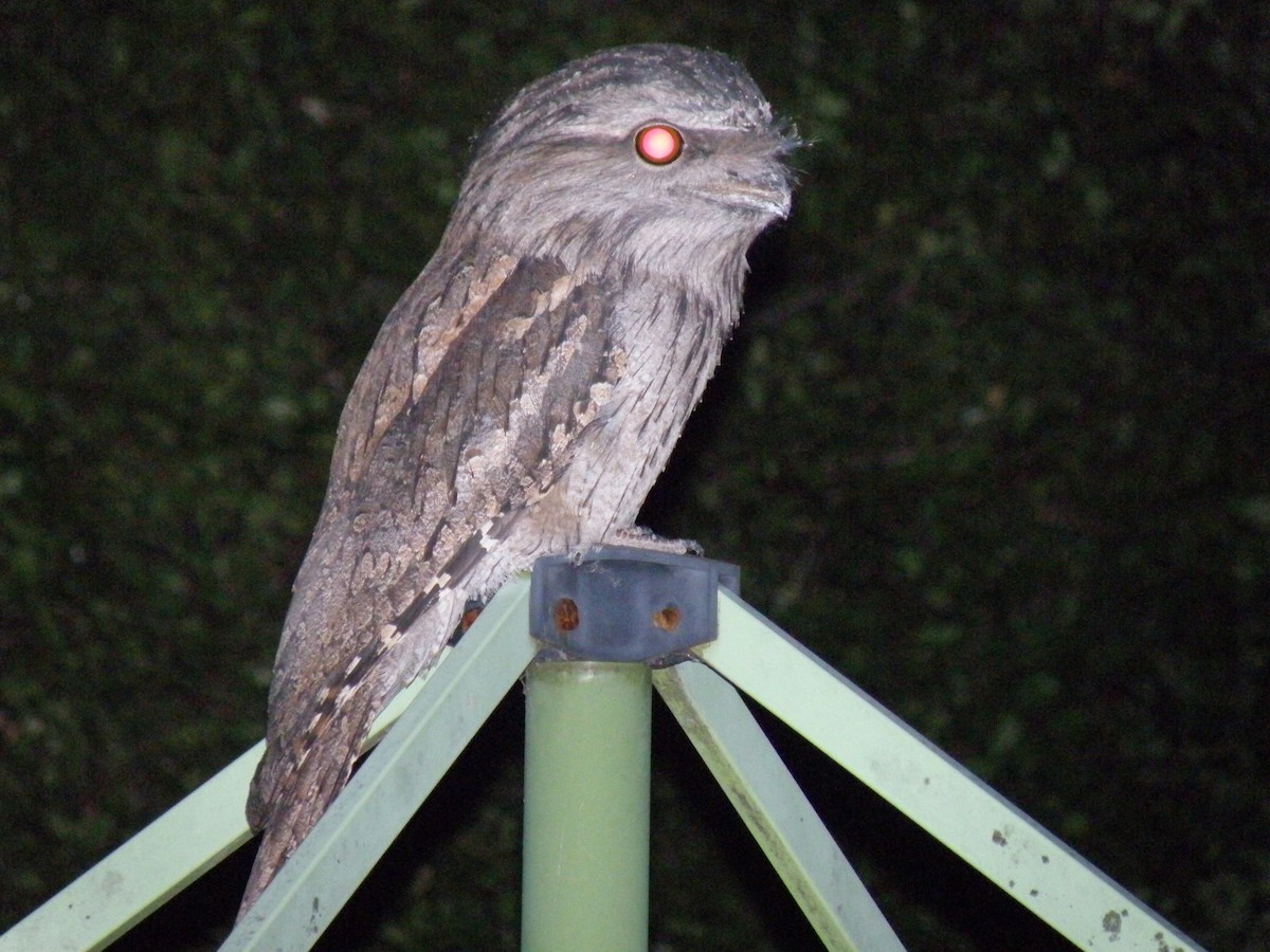 Tawny Frogmouth - DS Ridley