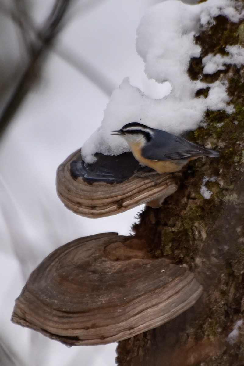 Red-breasted Nuthatch - ML86773061
