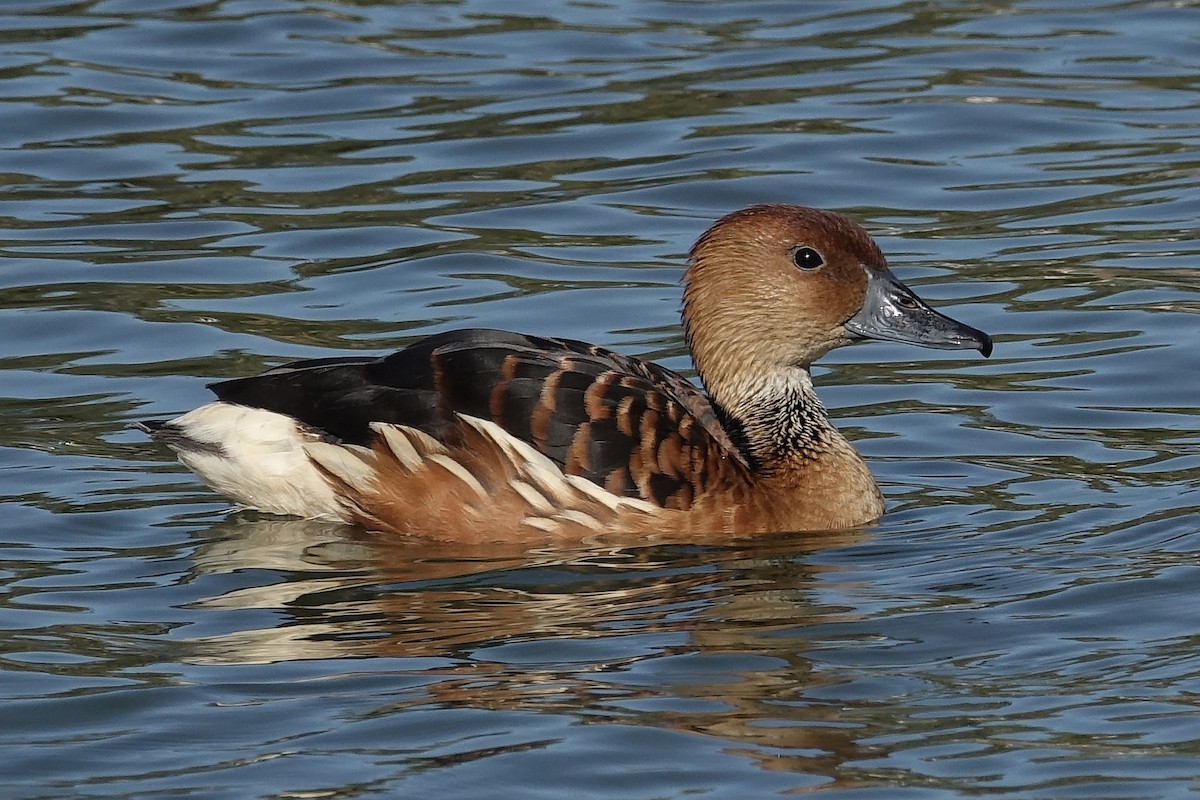 Fulvous Whistling-Duck - ML86776071