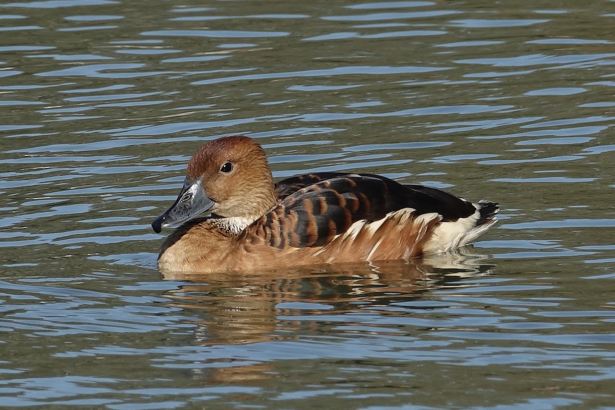 Fulvous Whistling-Duck - ML86776141