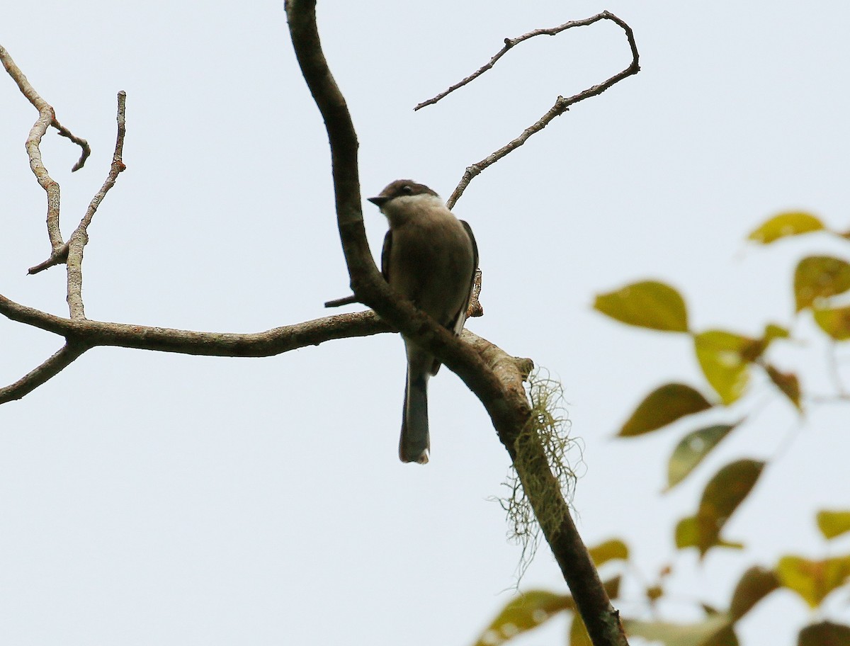 Bar-winged Flycatcher-shrike - Neoh Hor Kee