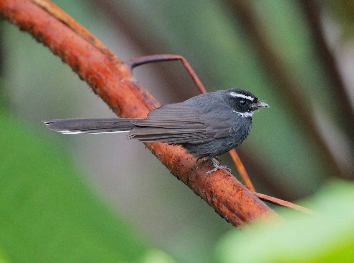 White-throated Fantail - Neoh Hor Kee