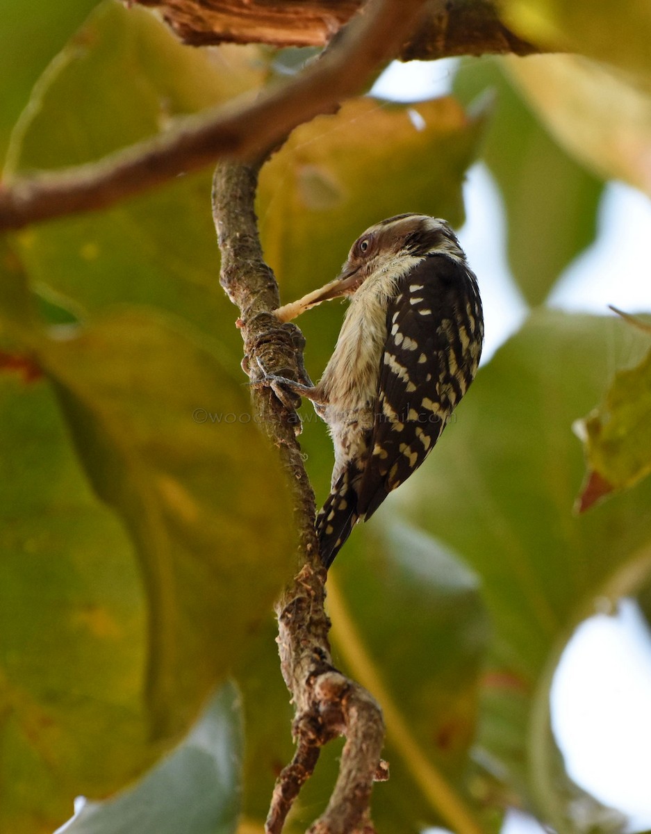 Brown-capped Pygmy Woodpecker - ML86781271