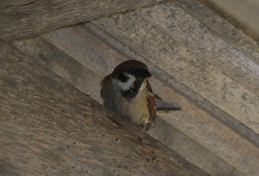 Eurasian Tree Sparrow - Moe Bertrand