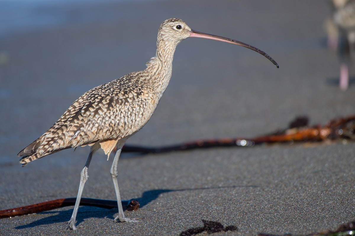 Long-billed Curlew - ML86782911
