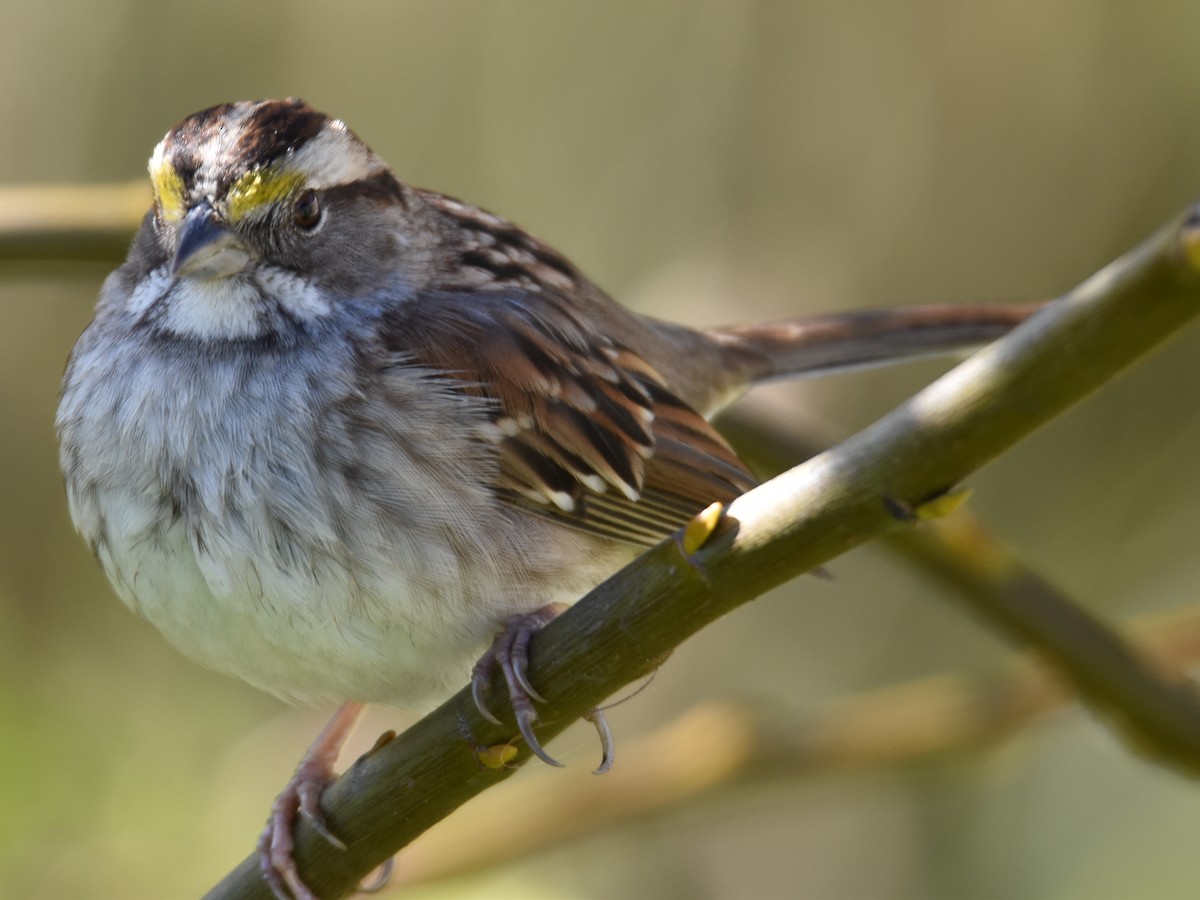 White-throated Sparrow - Domo De Bryl