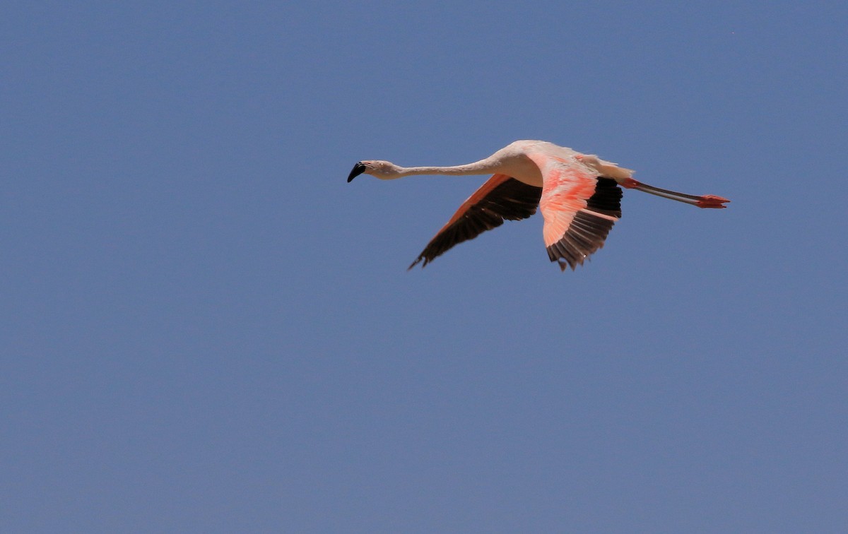 Chilean Flamingo - ML86791031