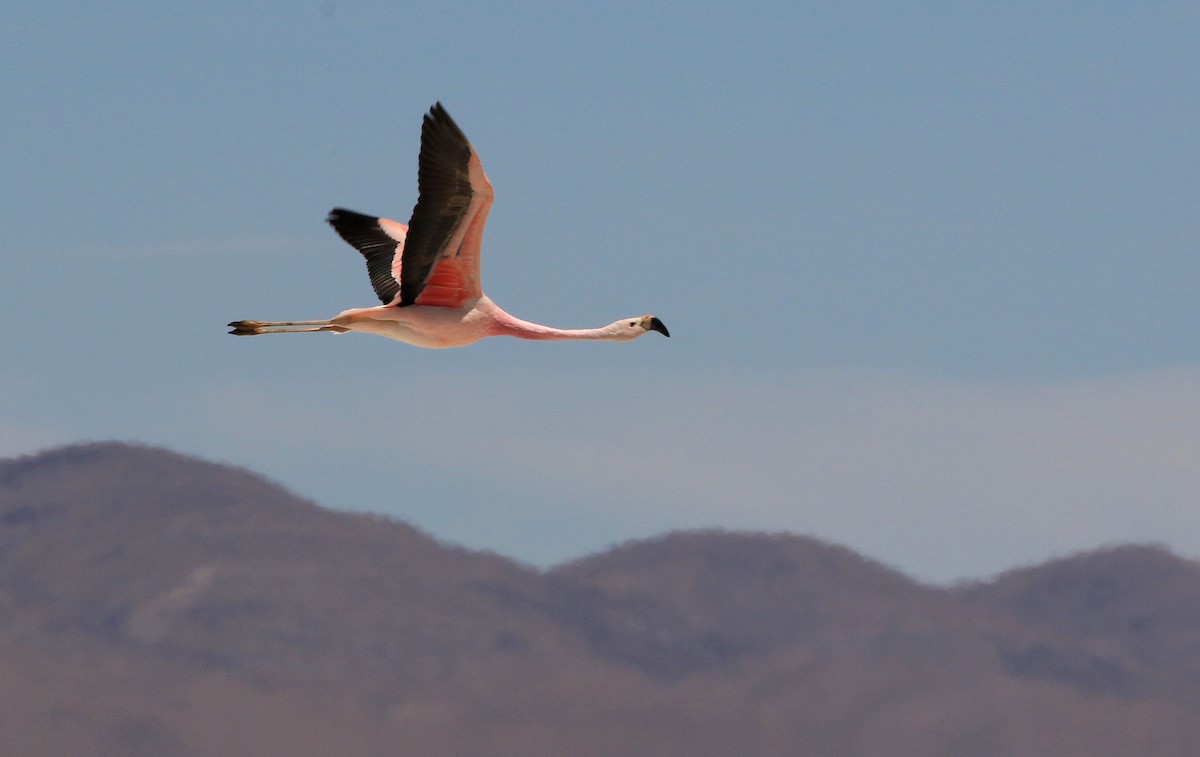 Andean Flamingo - ML86791101