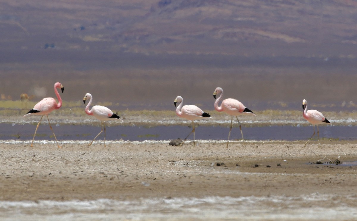 Andean Flamingo - ML86791131