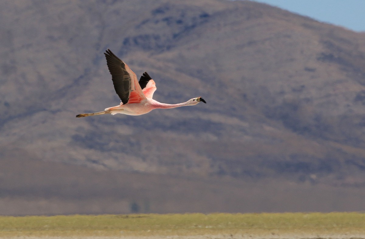 Andean Flamingo - ML86791161