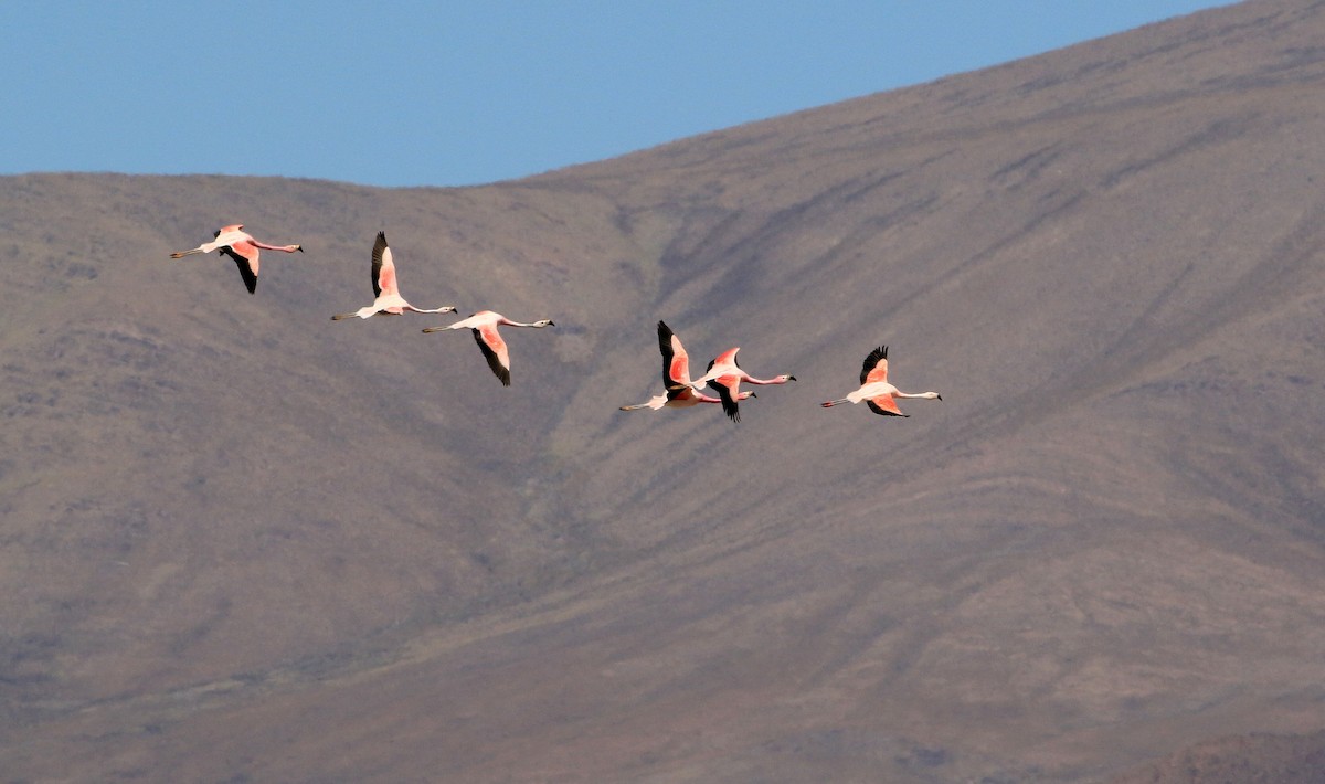 Andean Flamingo - Patrick MONNEY