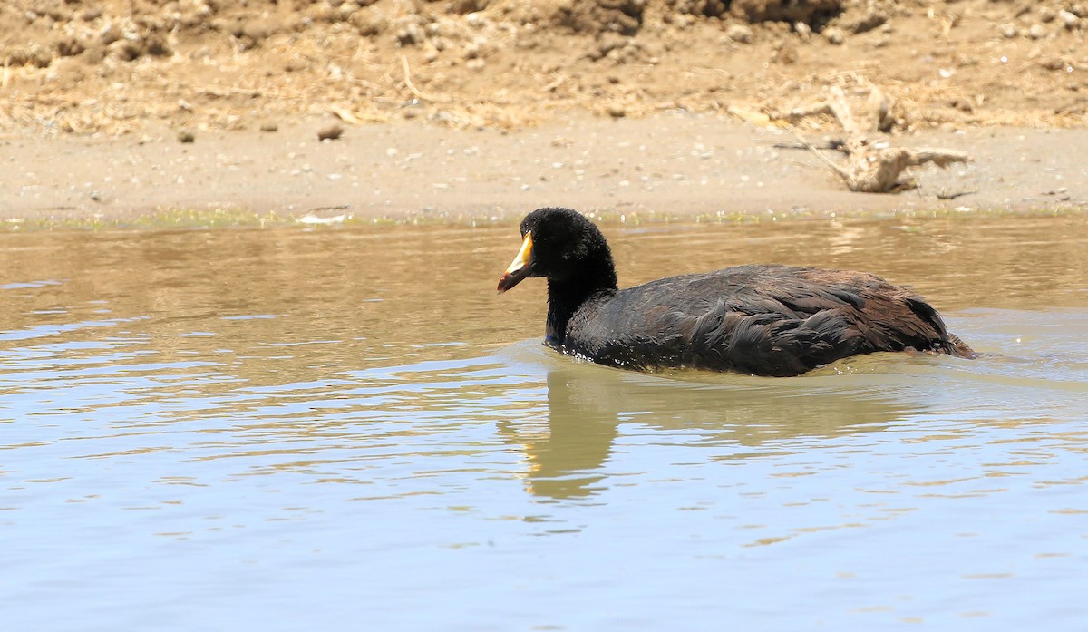 Giant Coot - ML86791481