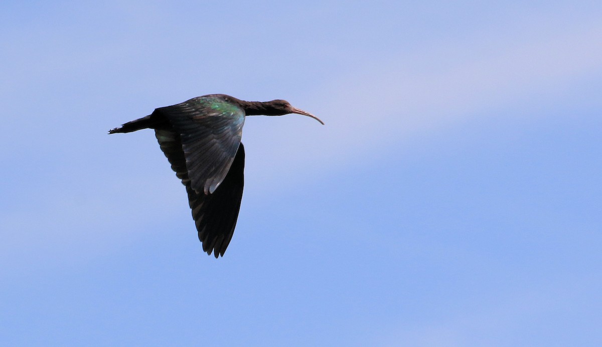 ibis andský - ML86791551