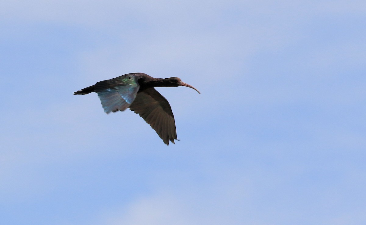 ibis andský - ML86791571