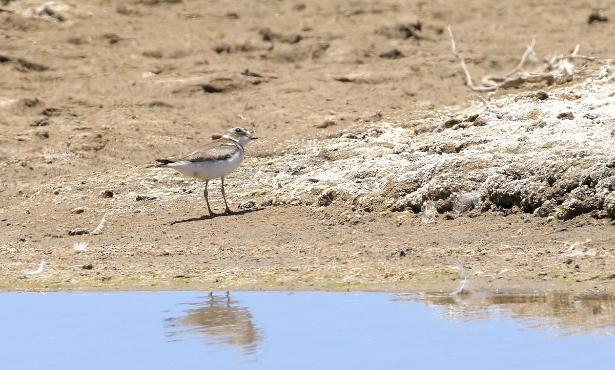Semipalmated Plover - ML86792391