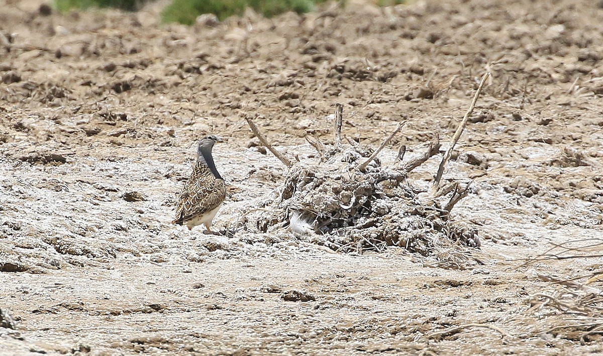 Gray-breasted Seedsnipe - ML86792521