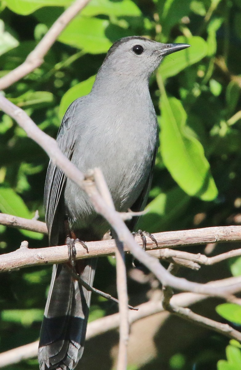 Gray Catbird - amanda haney