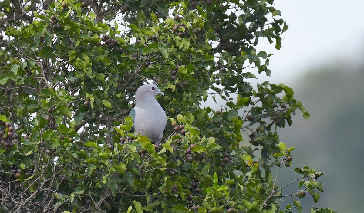 Green Imperial-Pigeon - ML86797691