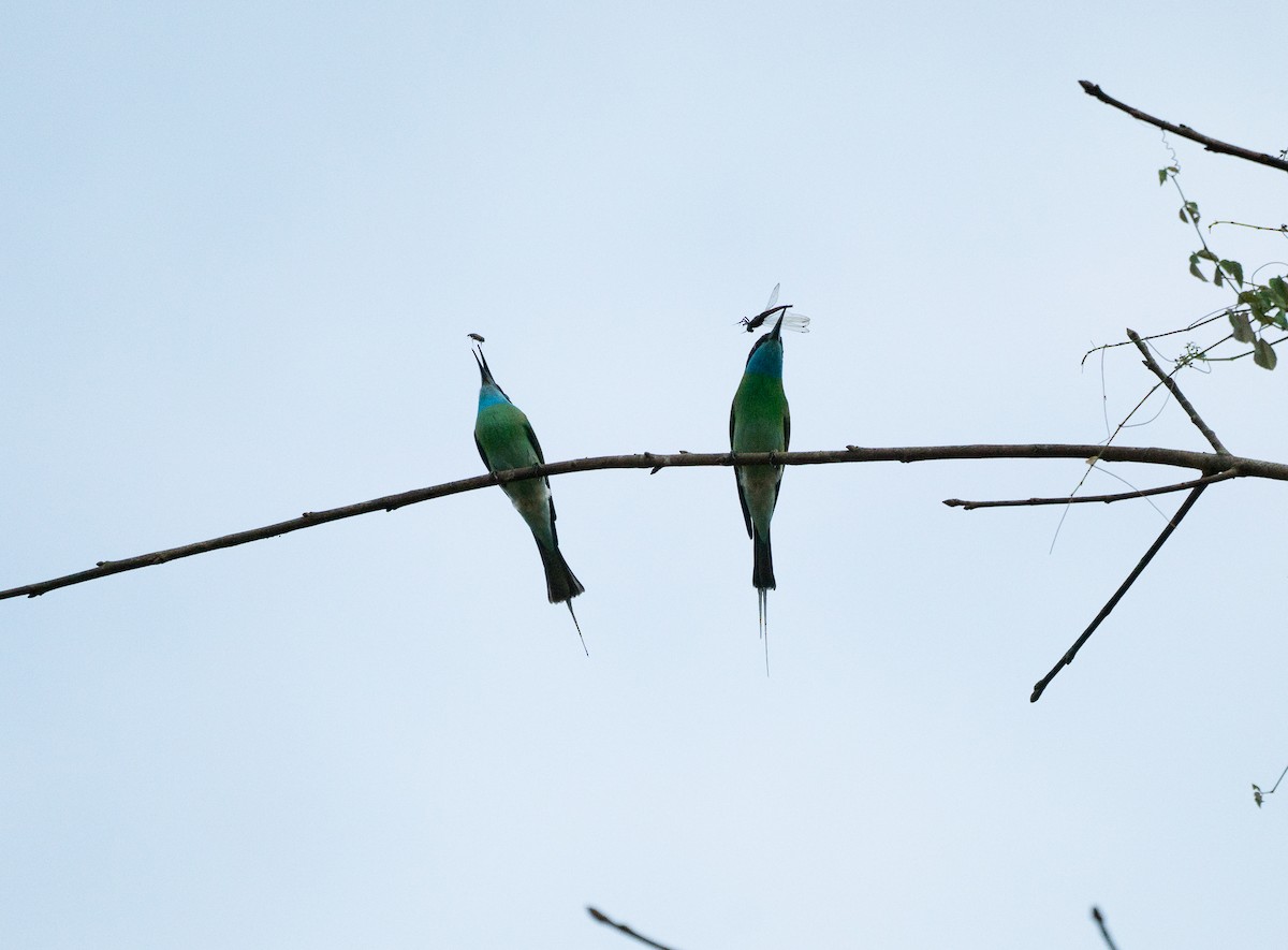 Blue-throated Bee-eater - ML86798101