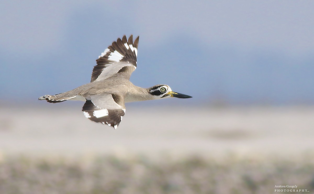 Great Thick-knee - ML86798211